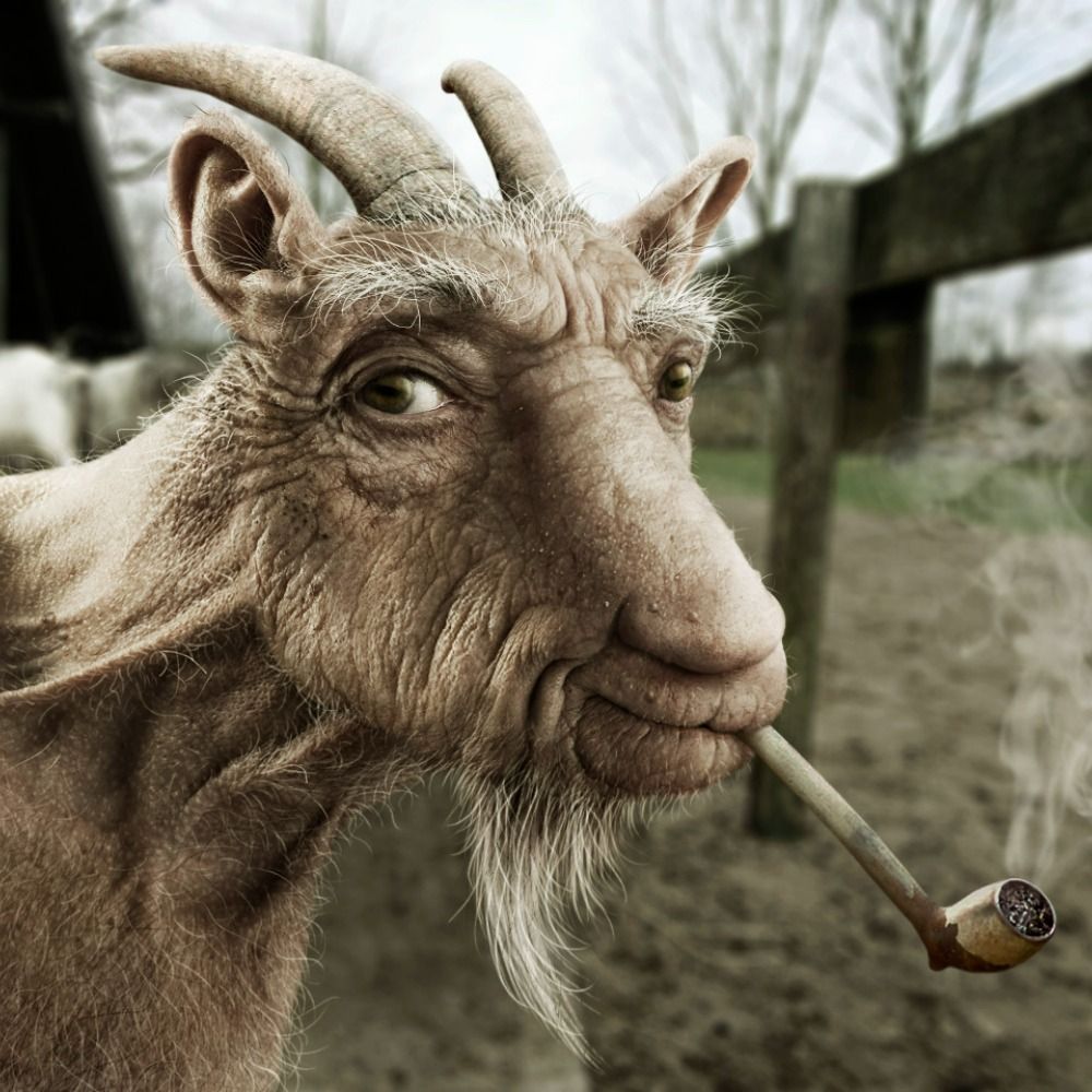 Chuck Grassley's goat