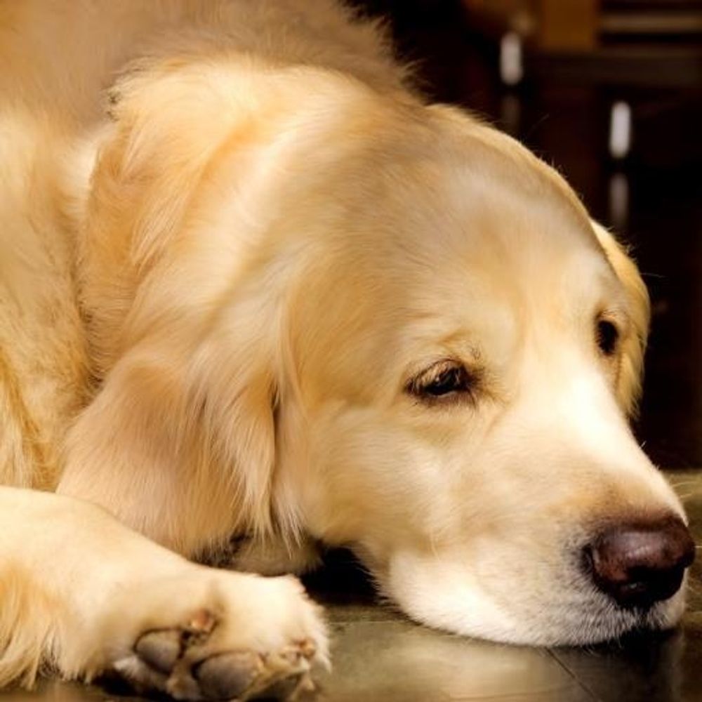 周🐕