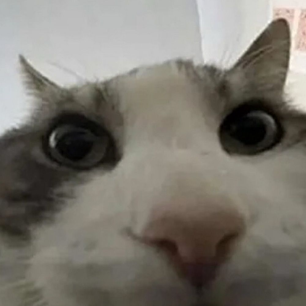 memes i found in my camera roll