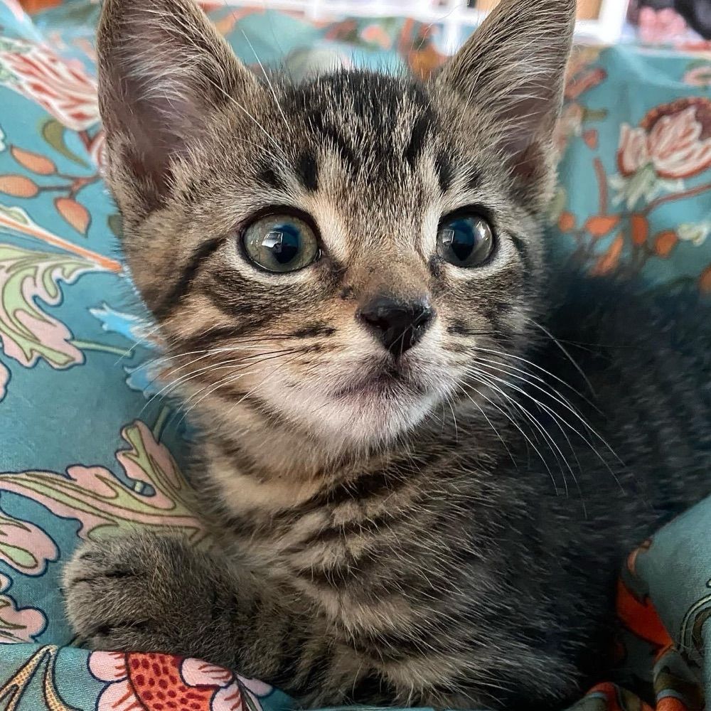The Curious Museum of Magical Cats