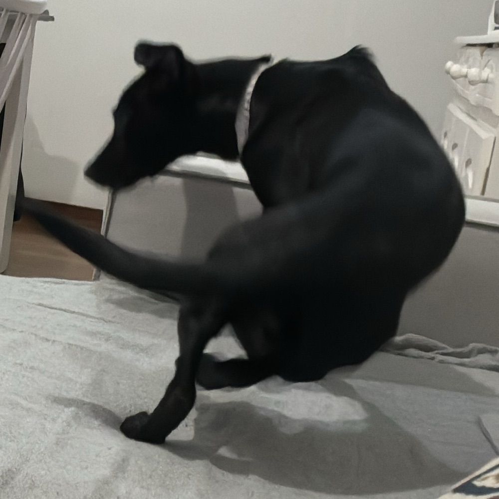 Bruno