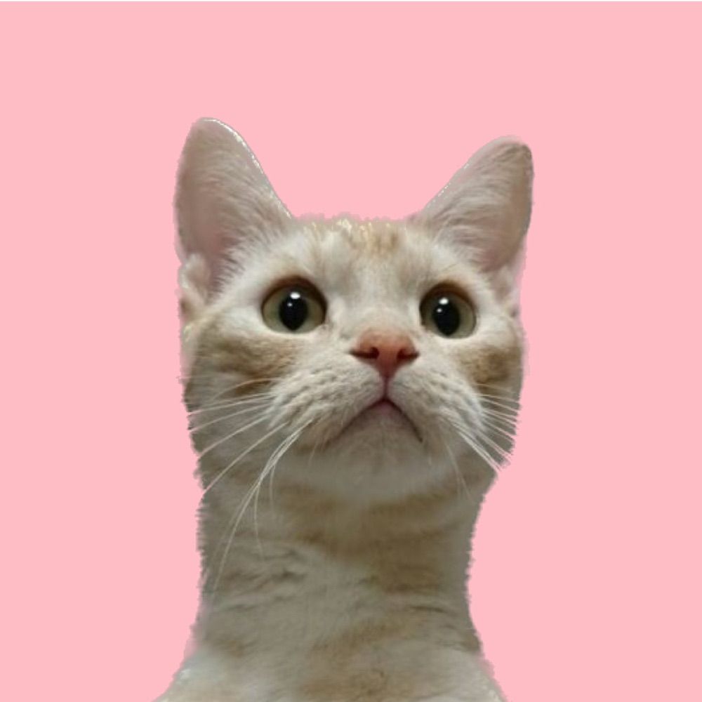 ミネルヴァ
