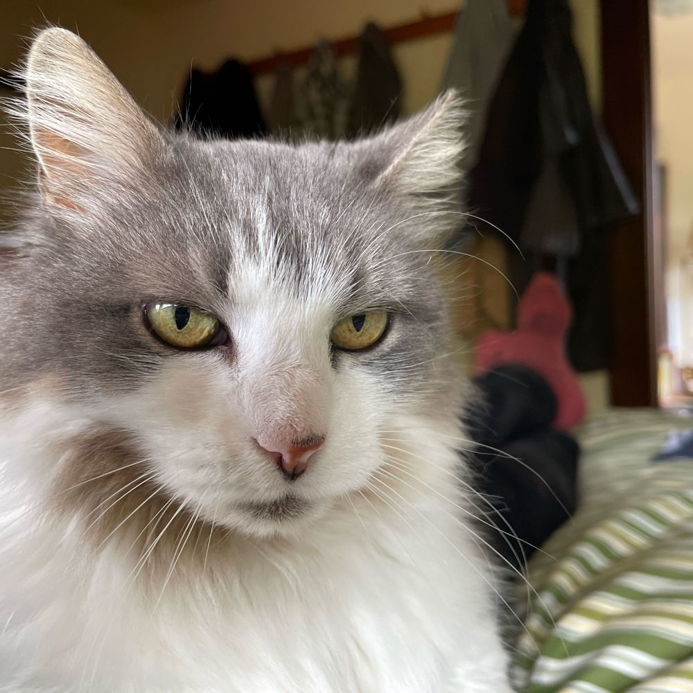 Jasper 