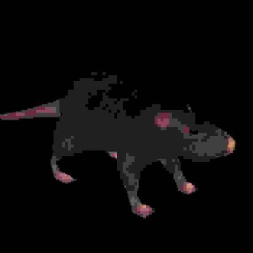 ratlord🐀