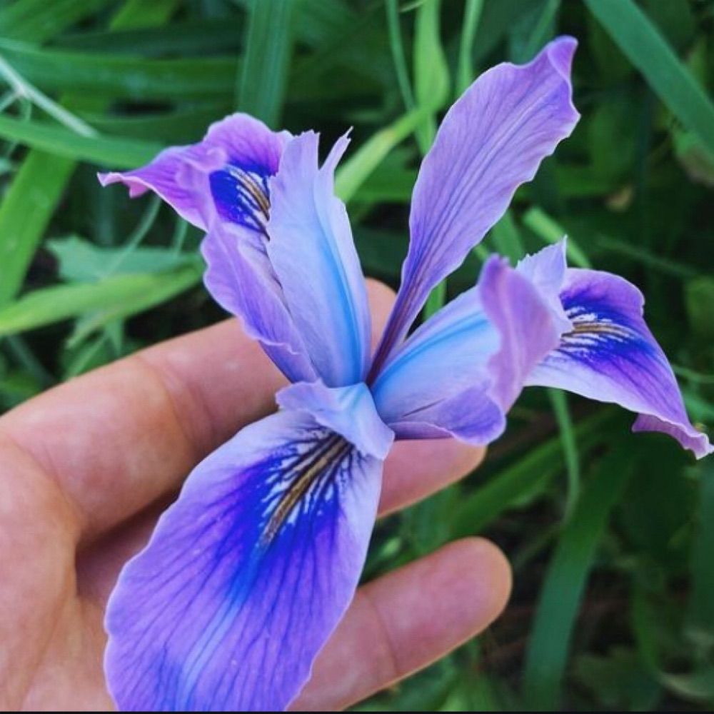 Jen Pfau-Flores