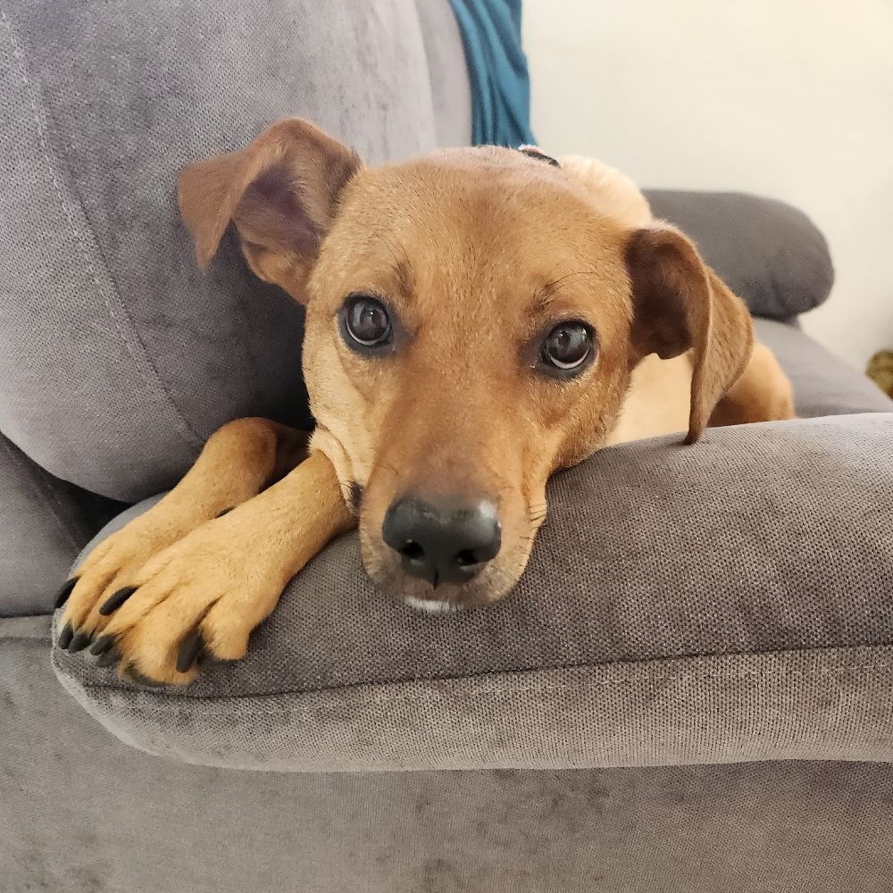 Rex Zapatta 🐶❤️🏳️‍🌈