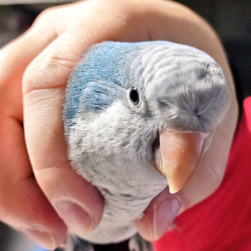 かっくま