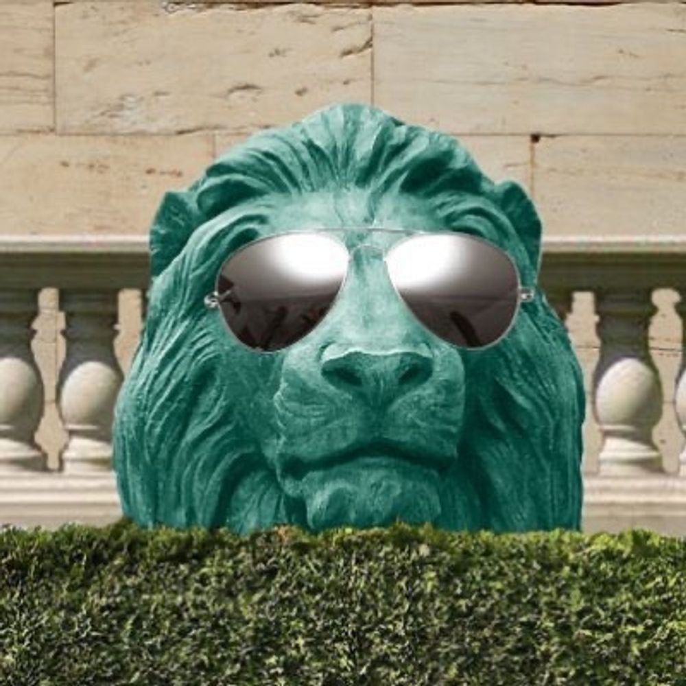 𝐂𝐡𝐢𝐜𝐚𝐠𝐨 𝐁𝐫𝐯𝐬𝐡 𝐋𝐢𝐨𝐧 ®