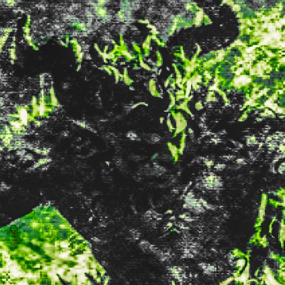 ᴋɪɴɢ-ᴄᴏɴsᴏʀᴛ ᴏʀɪᴏɴ