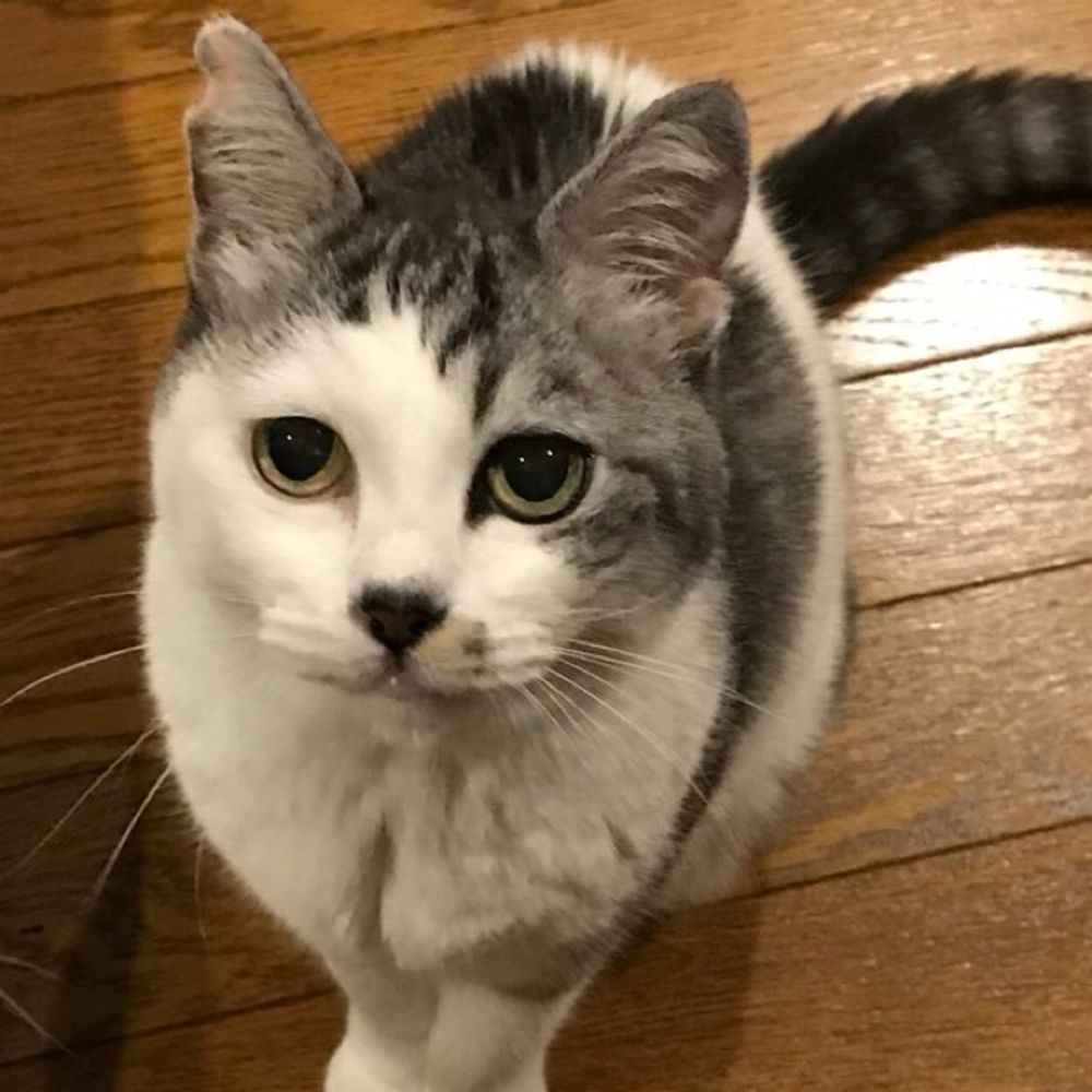 らむねこ