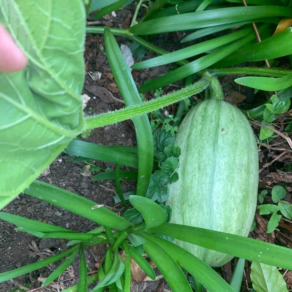 FoodSecurity
