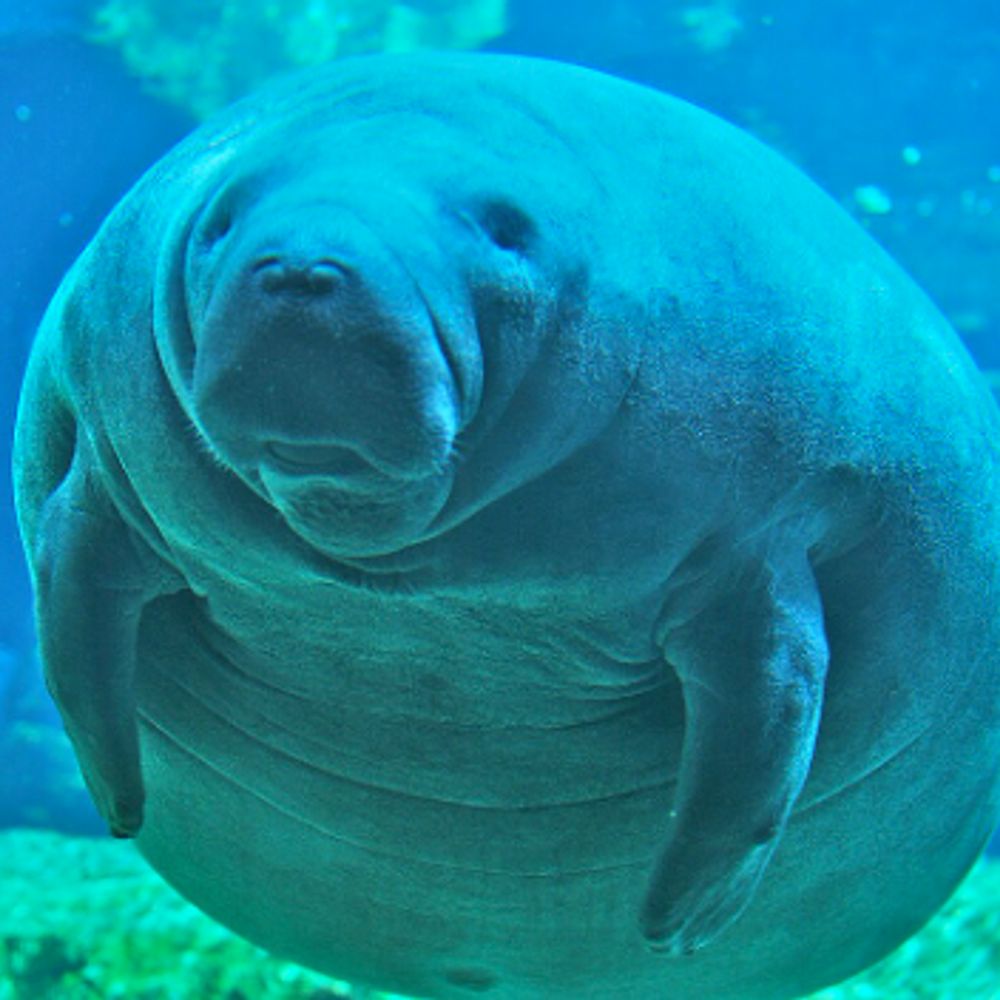 manatee123.bsky.social profile picture