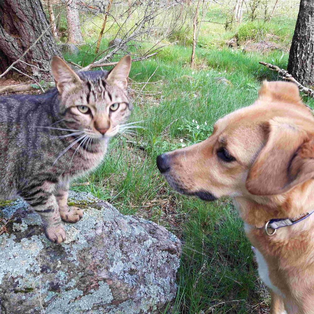 The Cat And Dog House