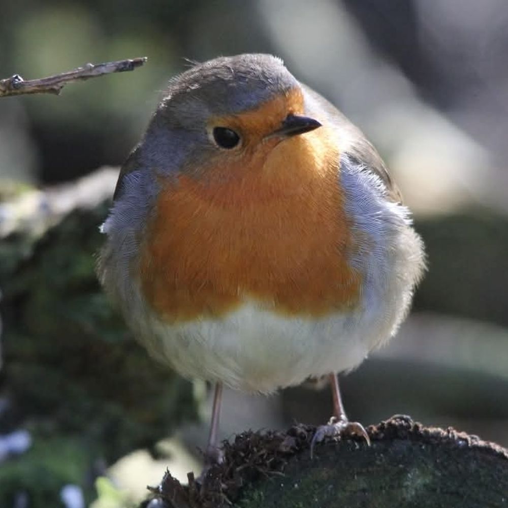 British Birds