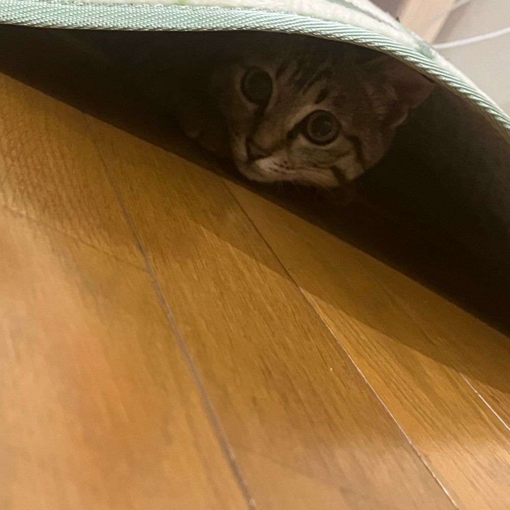 族長
