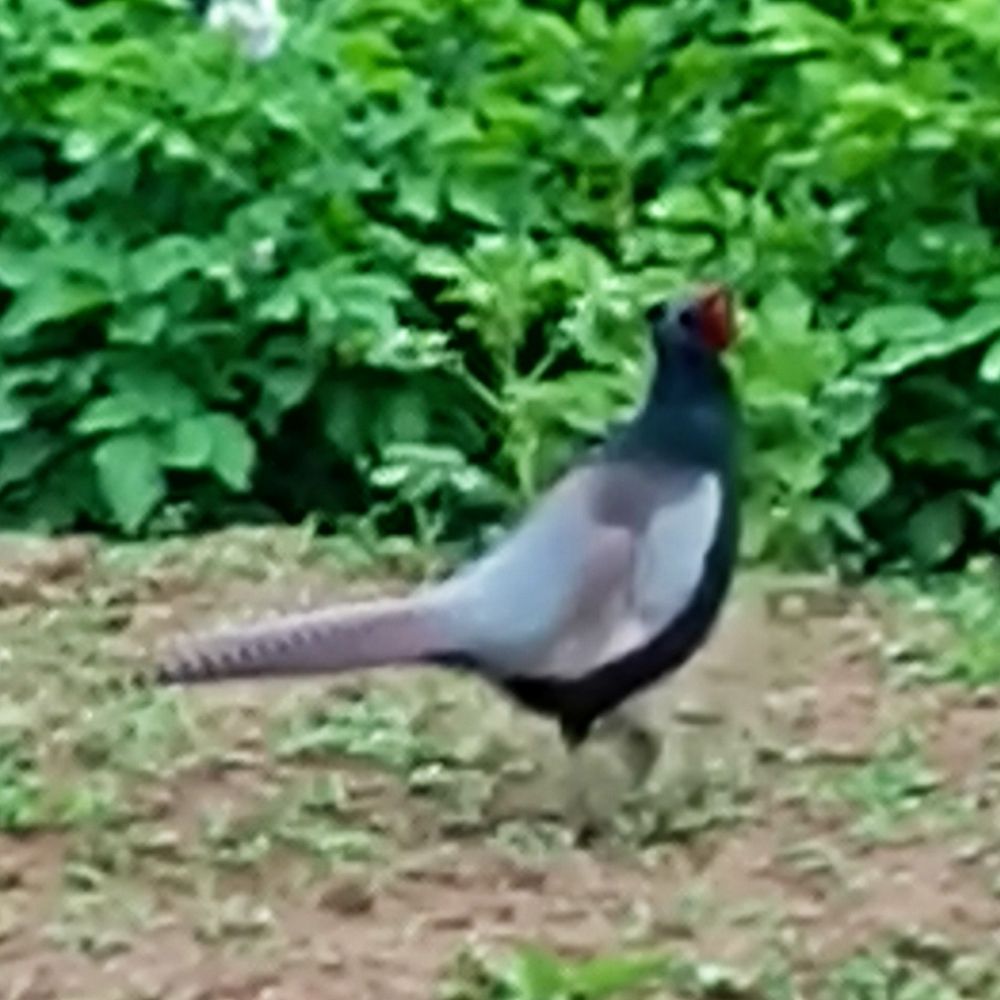 そこの