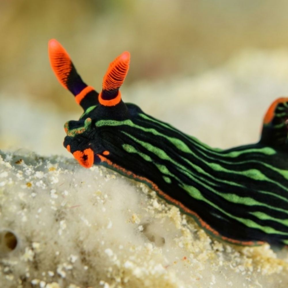 Various Nudibranchs