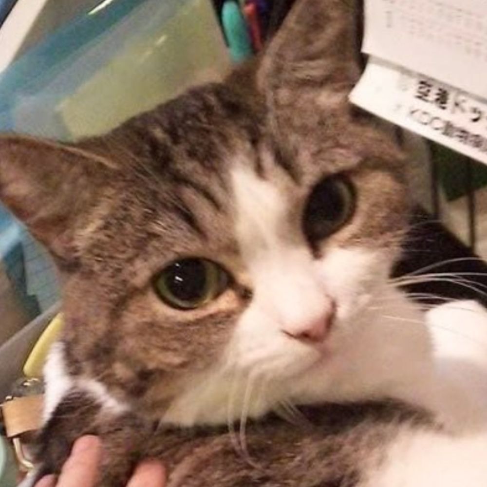 佐倉