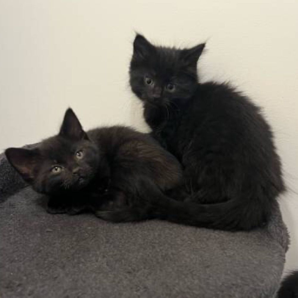Ziggy and Ozzy