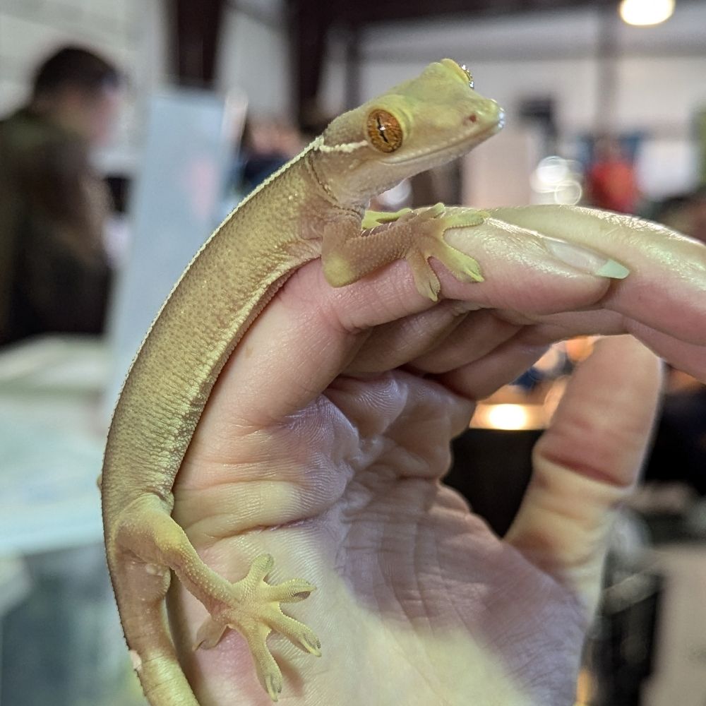 Caffeinated Lizard