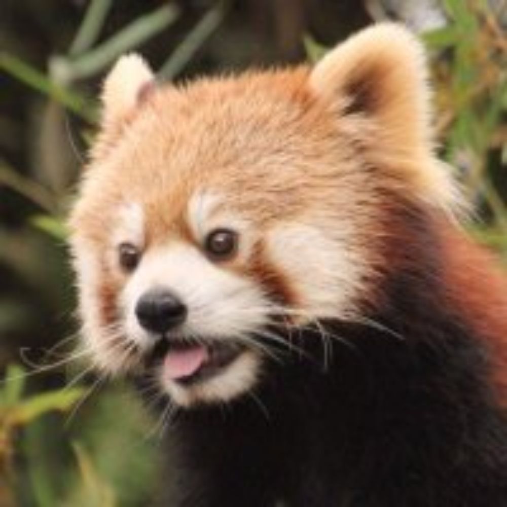 Red Panda