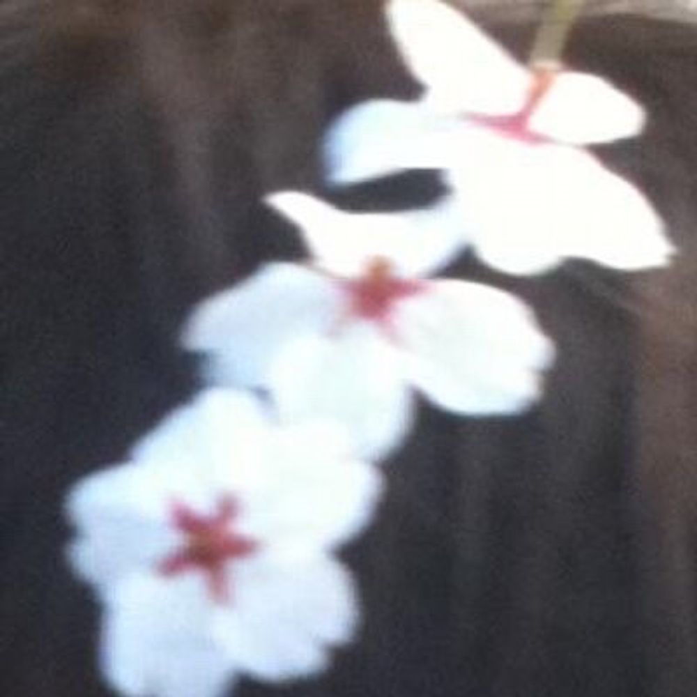 haruyosh