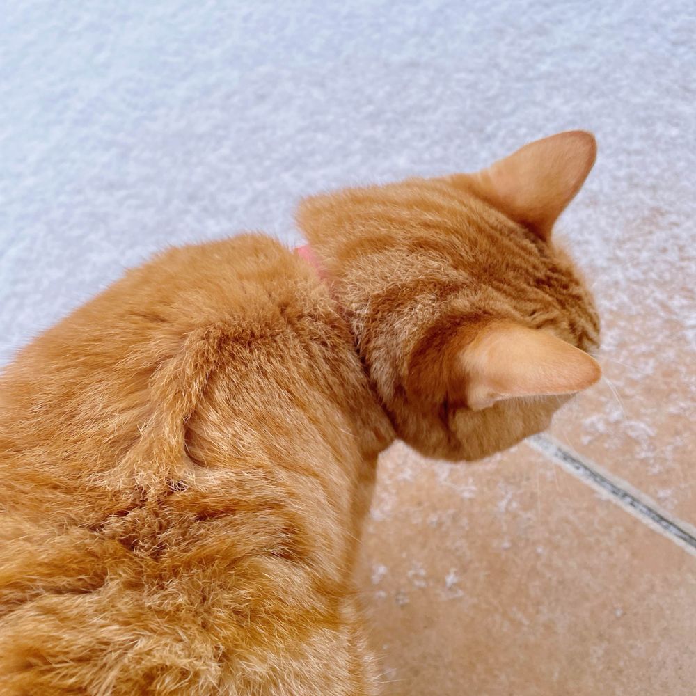 ゆかりーぬ