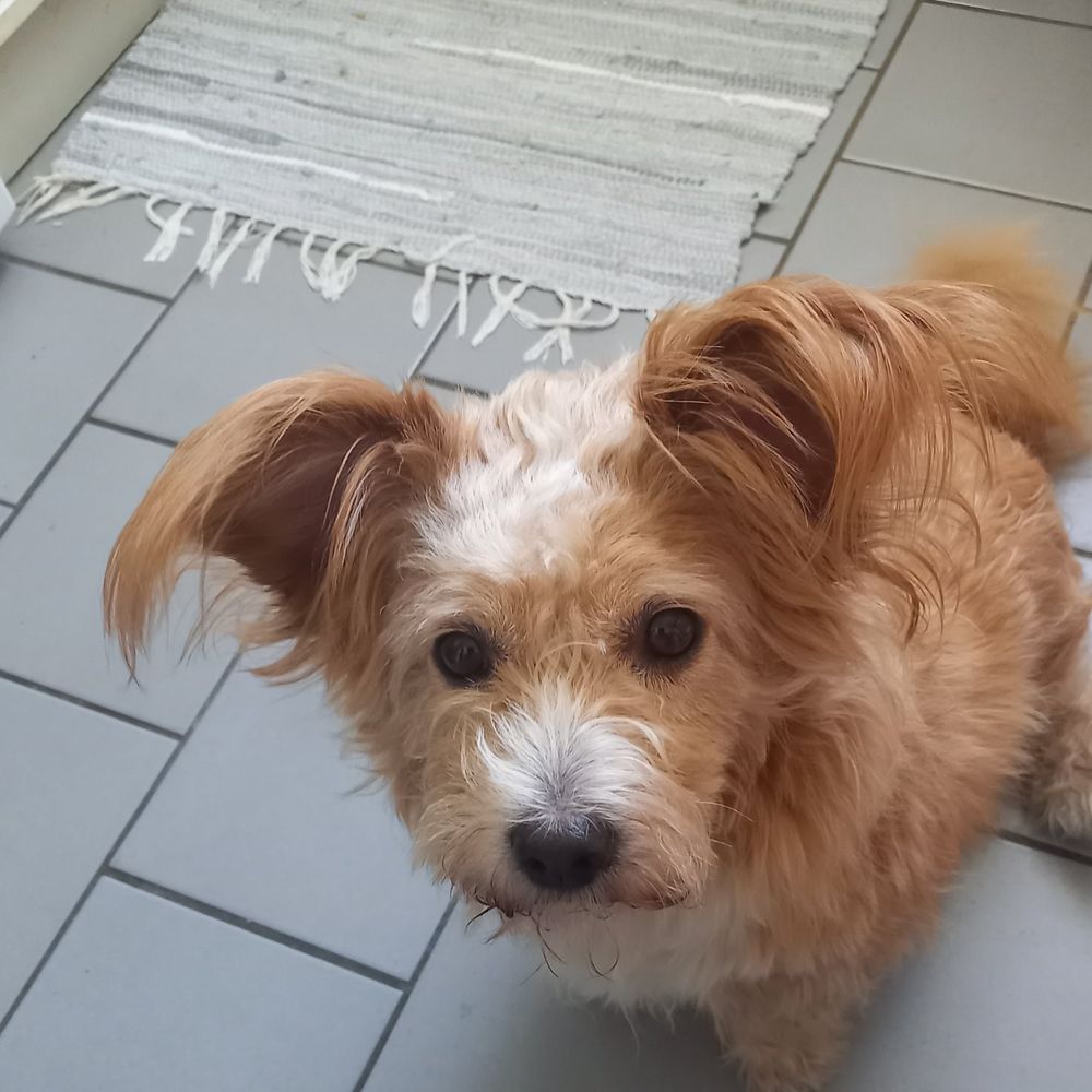 Gipsyostseehund 🦋