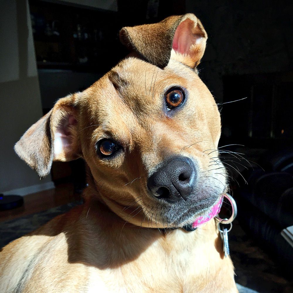 Darnsdog