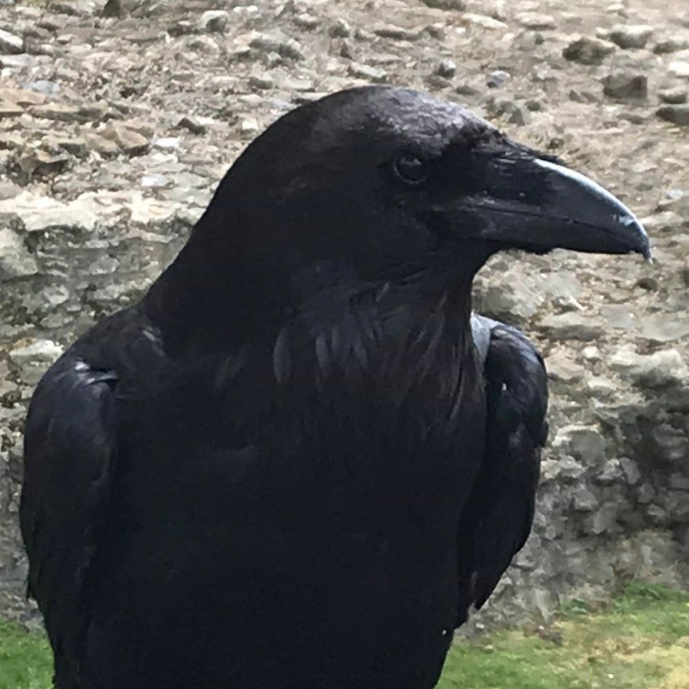 Branwyn the Half-witch