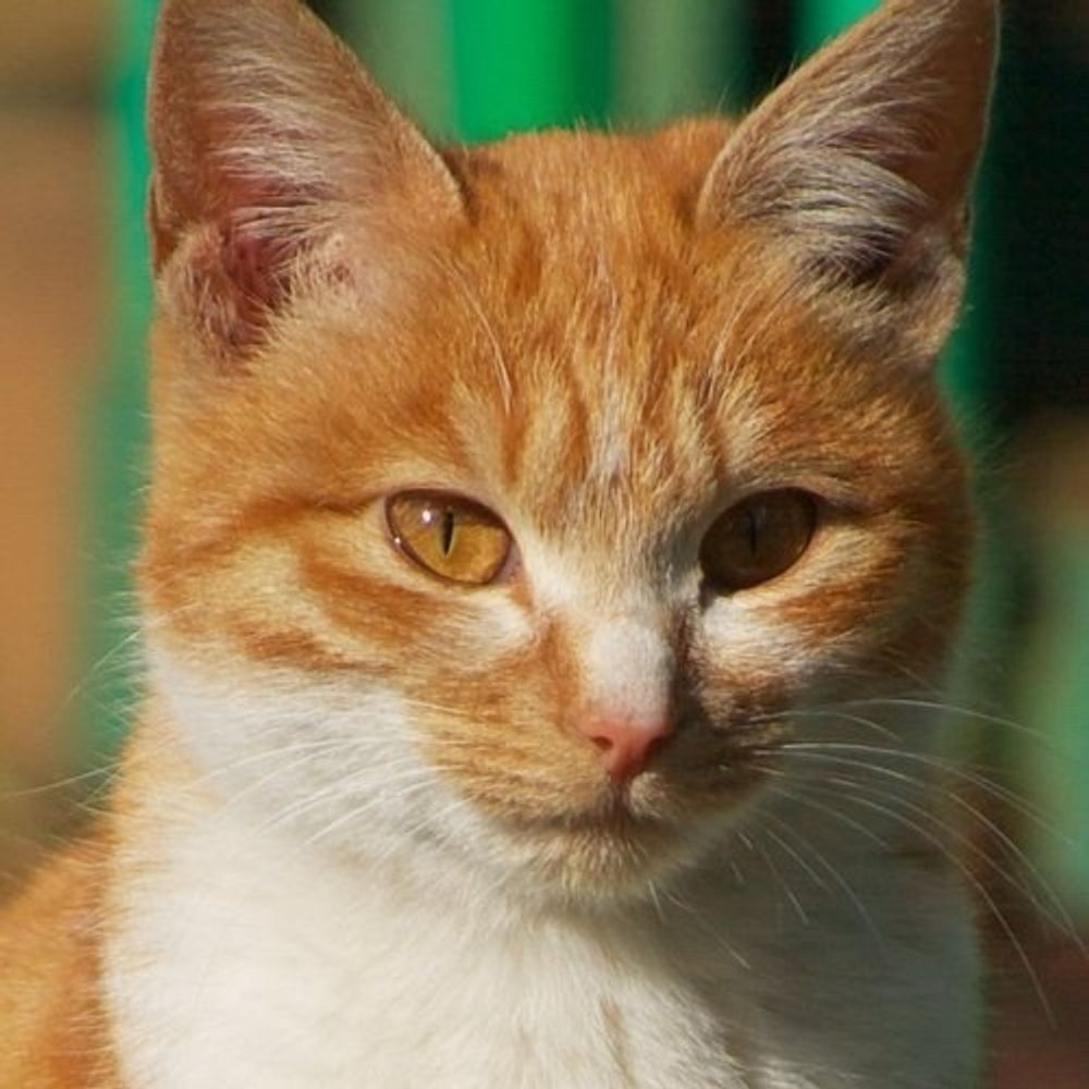 チヤシエまたねこ