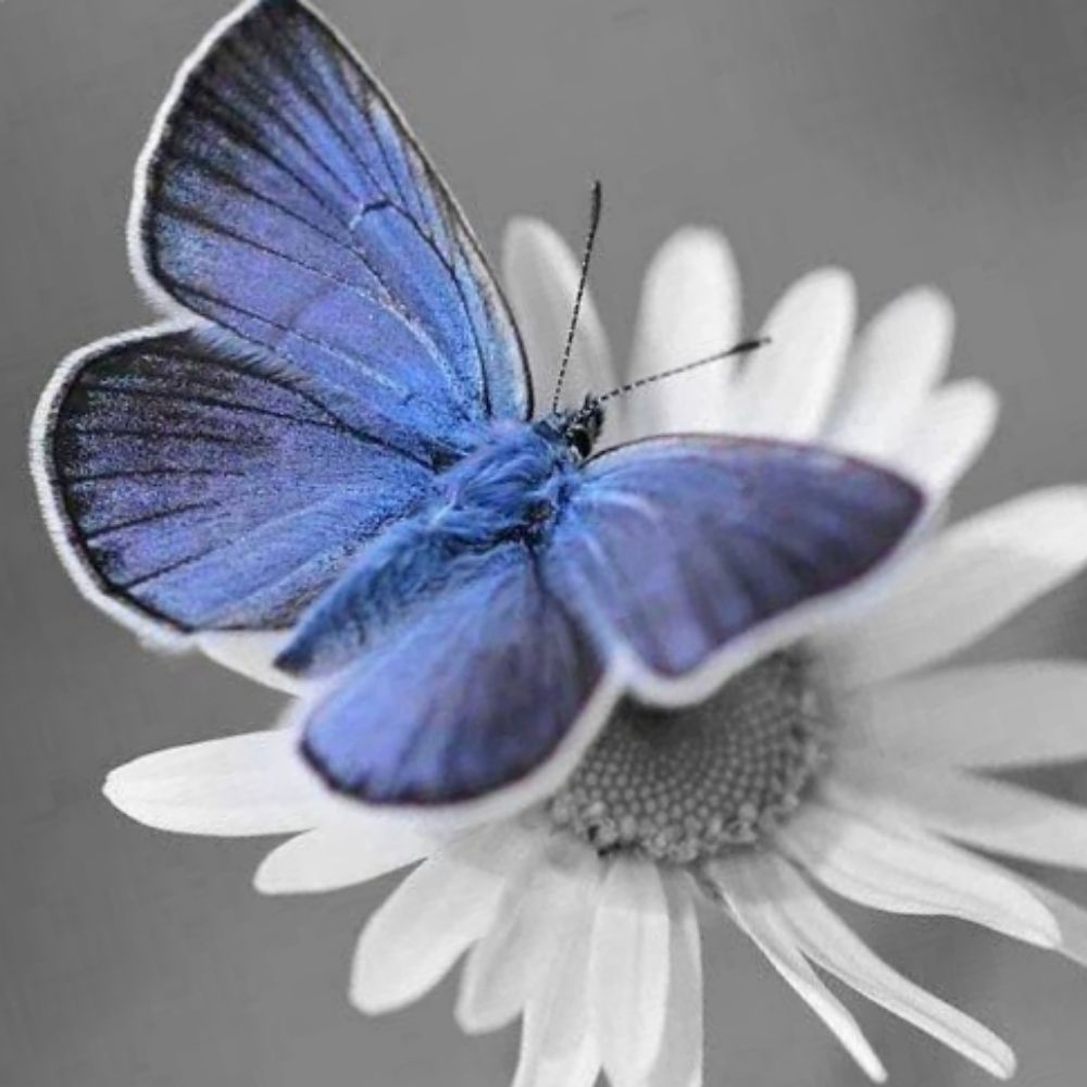 Butterfly2me