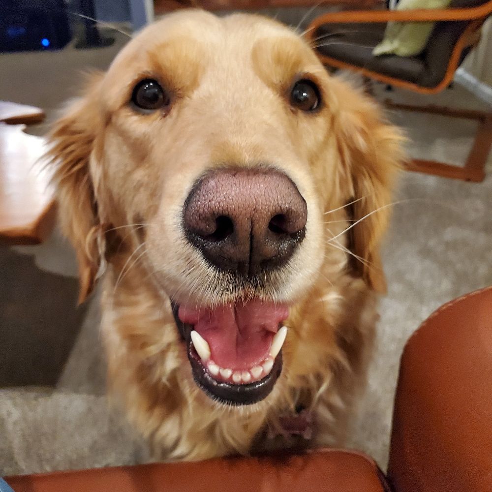 Penny
