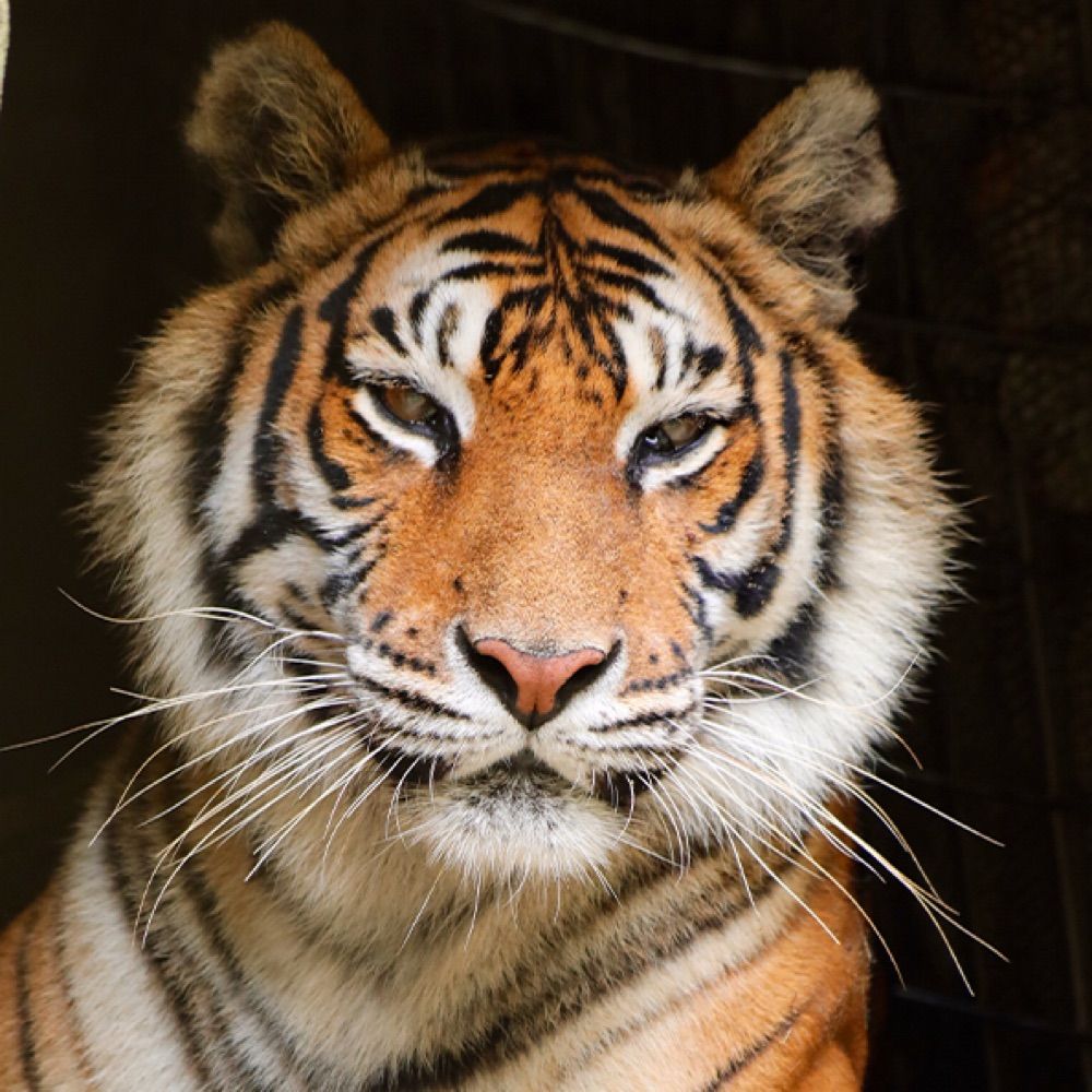 Big Cat Rescue