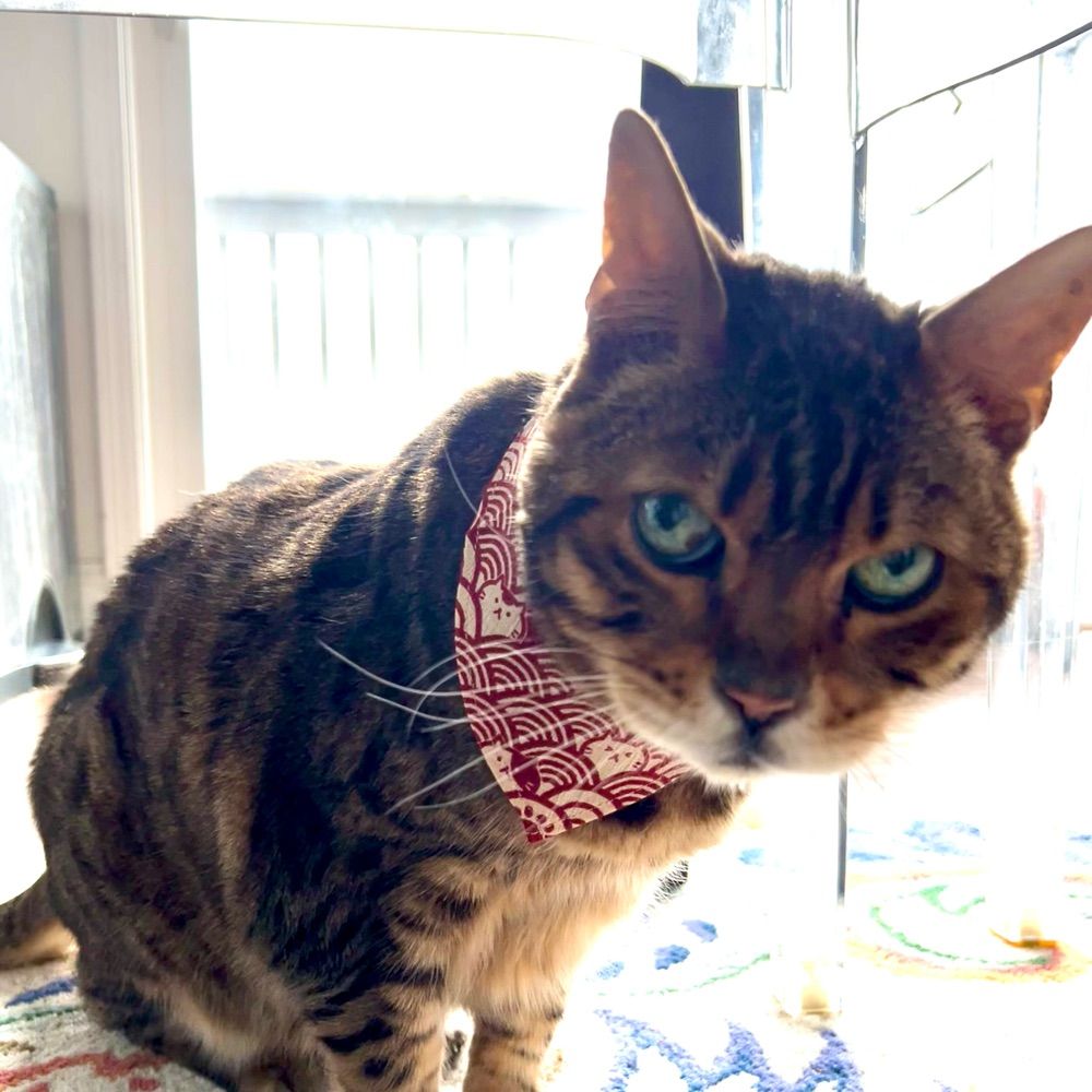 PJ