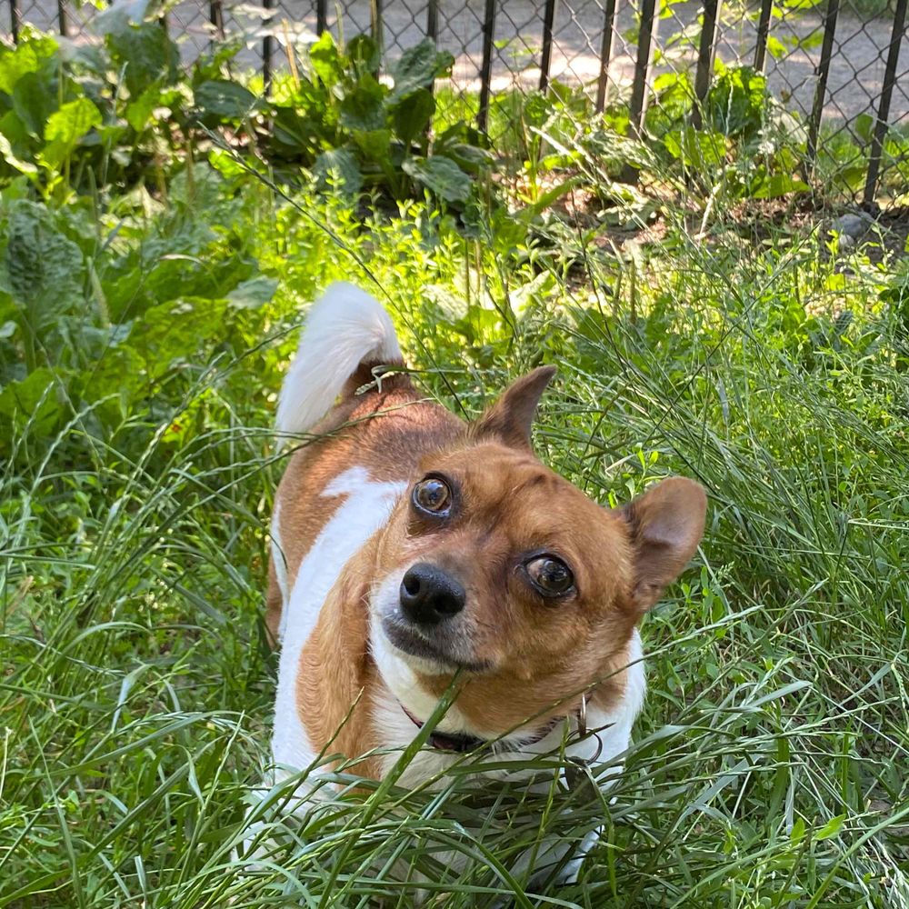 thisismymeandog