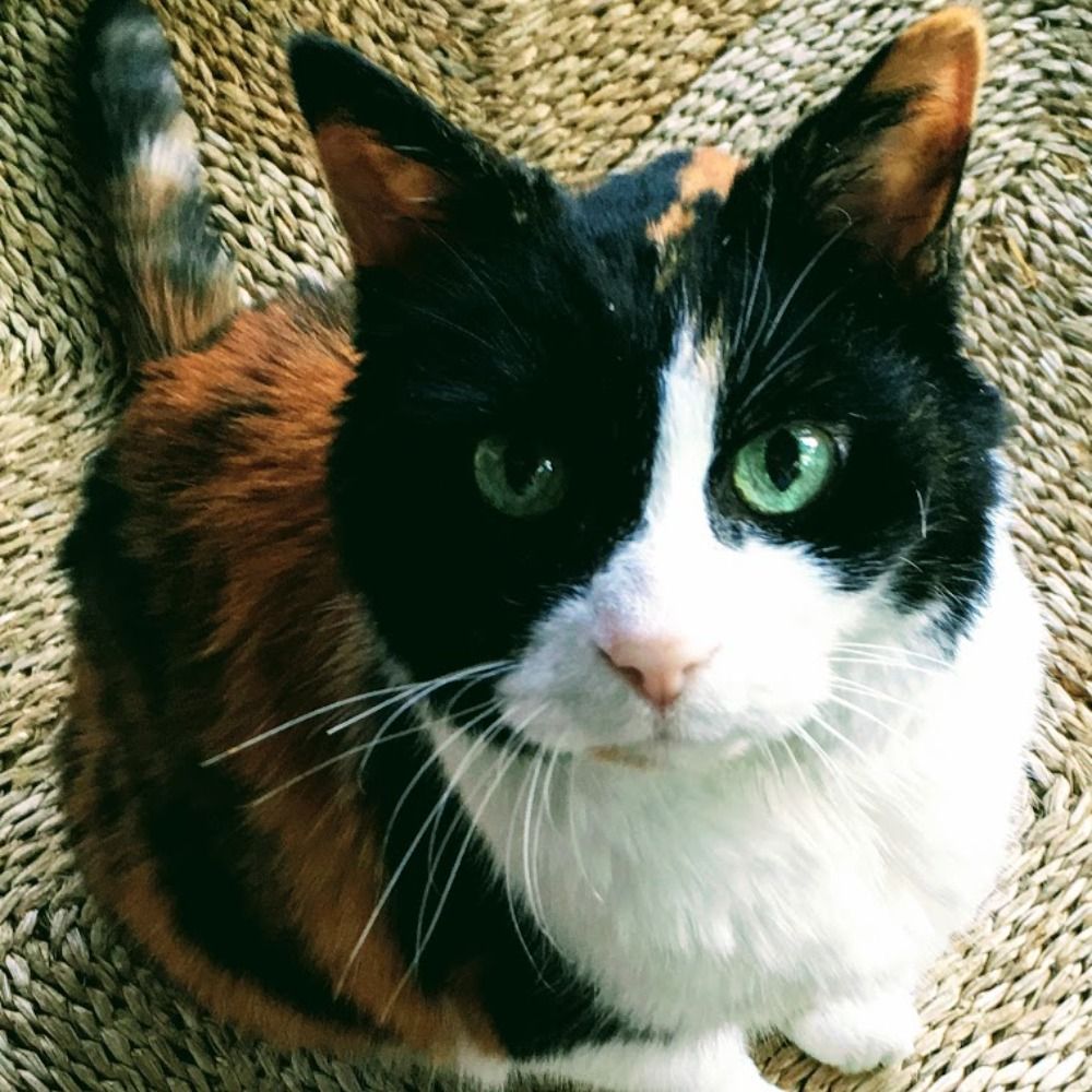 Pollcat, AKA Scott Keeter