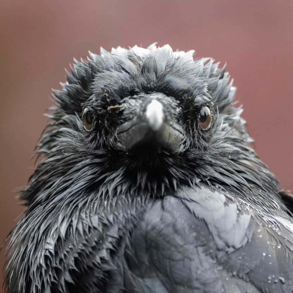 Birds from Carl Bergstrom