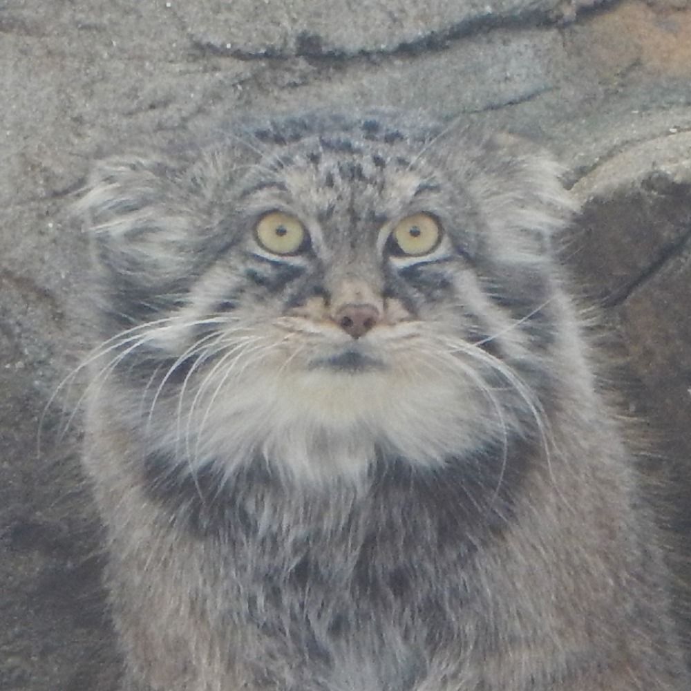 あげいも