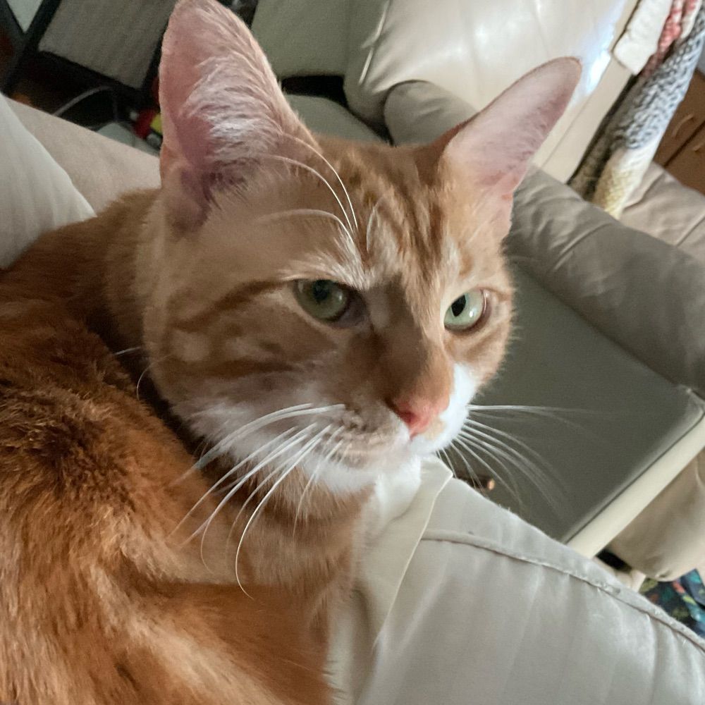 Sodacat
