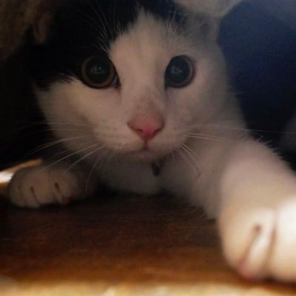 にゃーまる