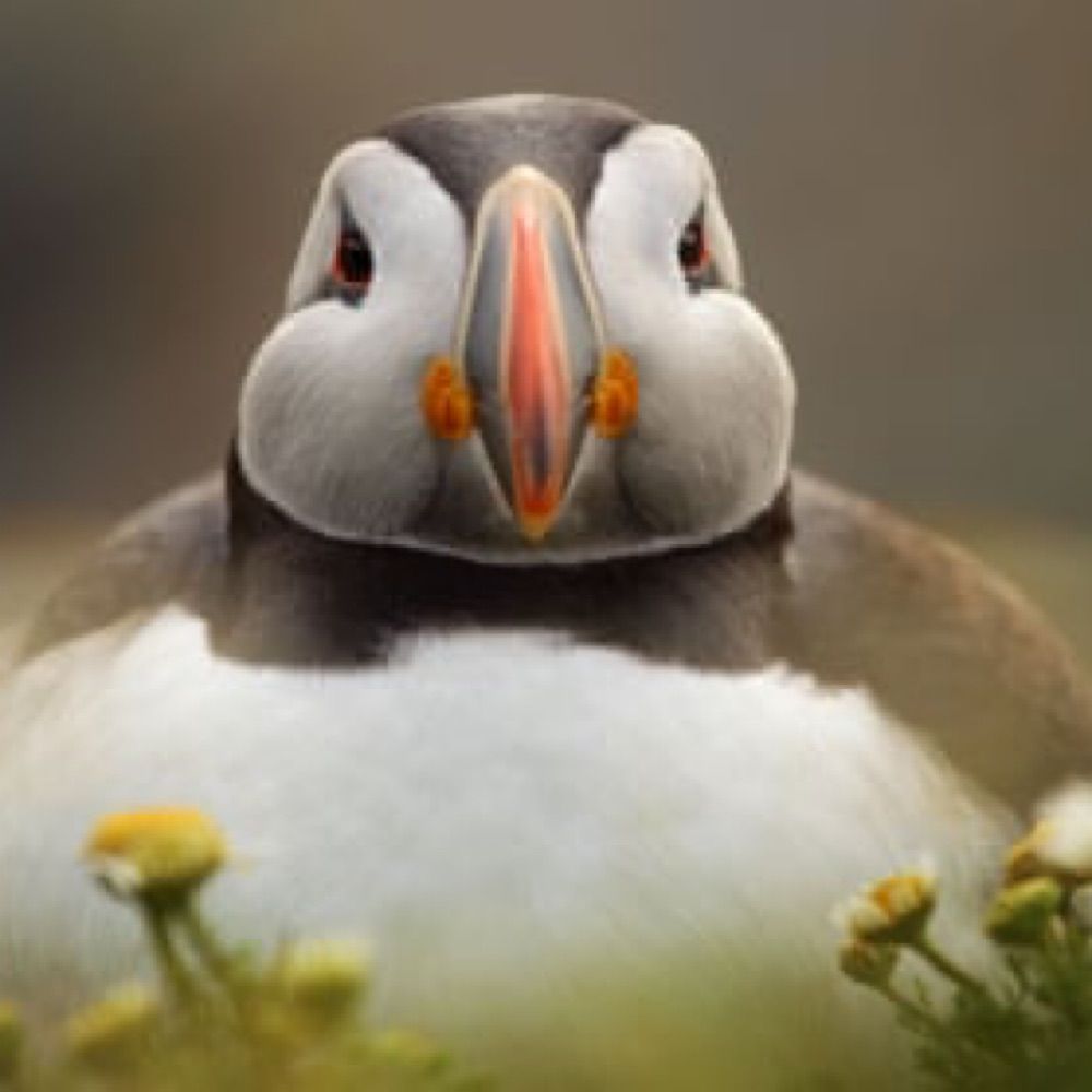  Sweet Puffins