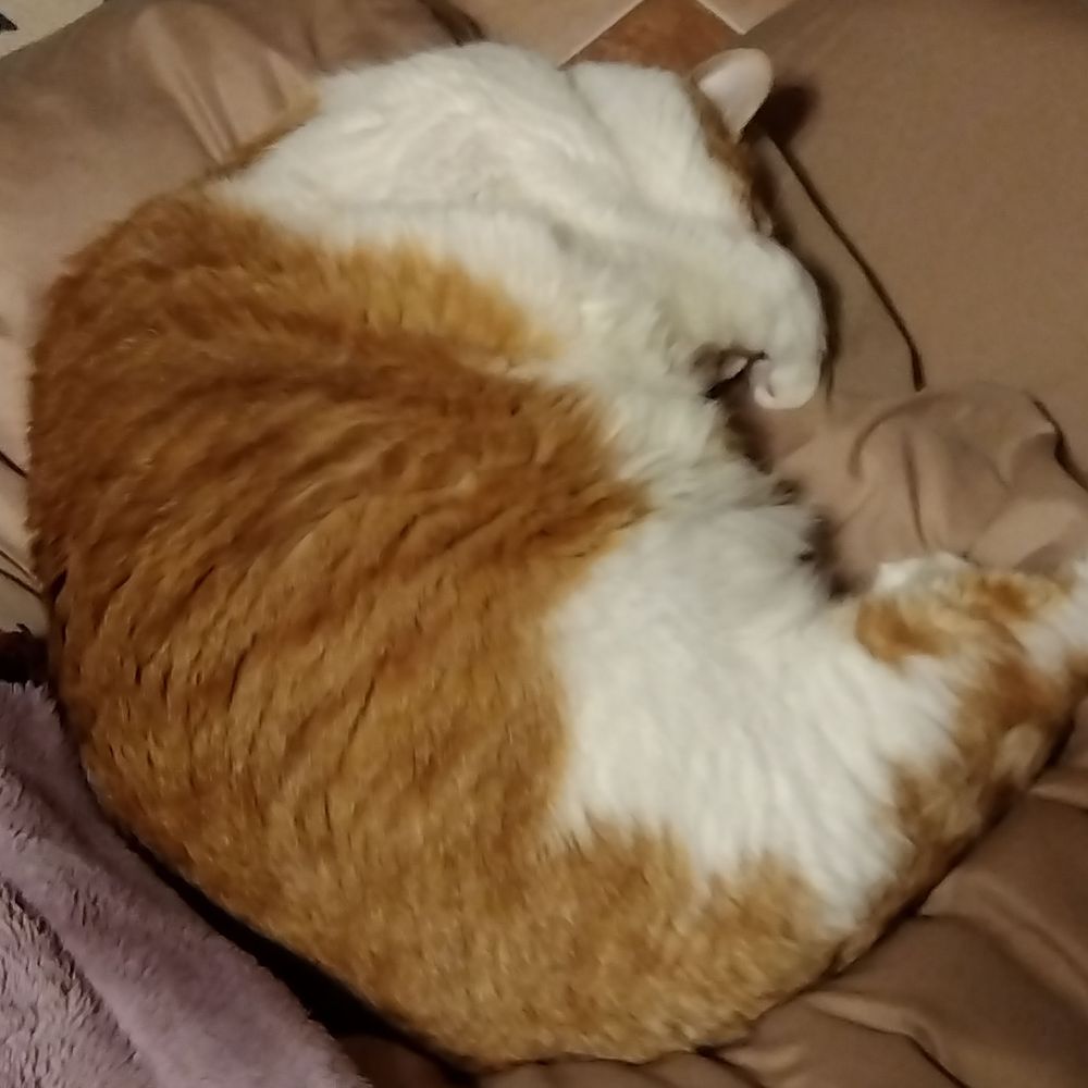 ふくら