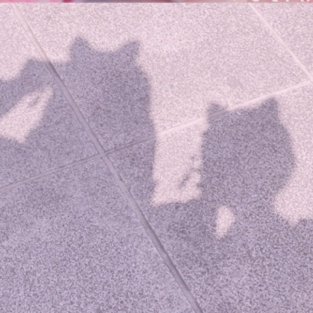 cocon‪✩⃛