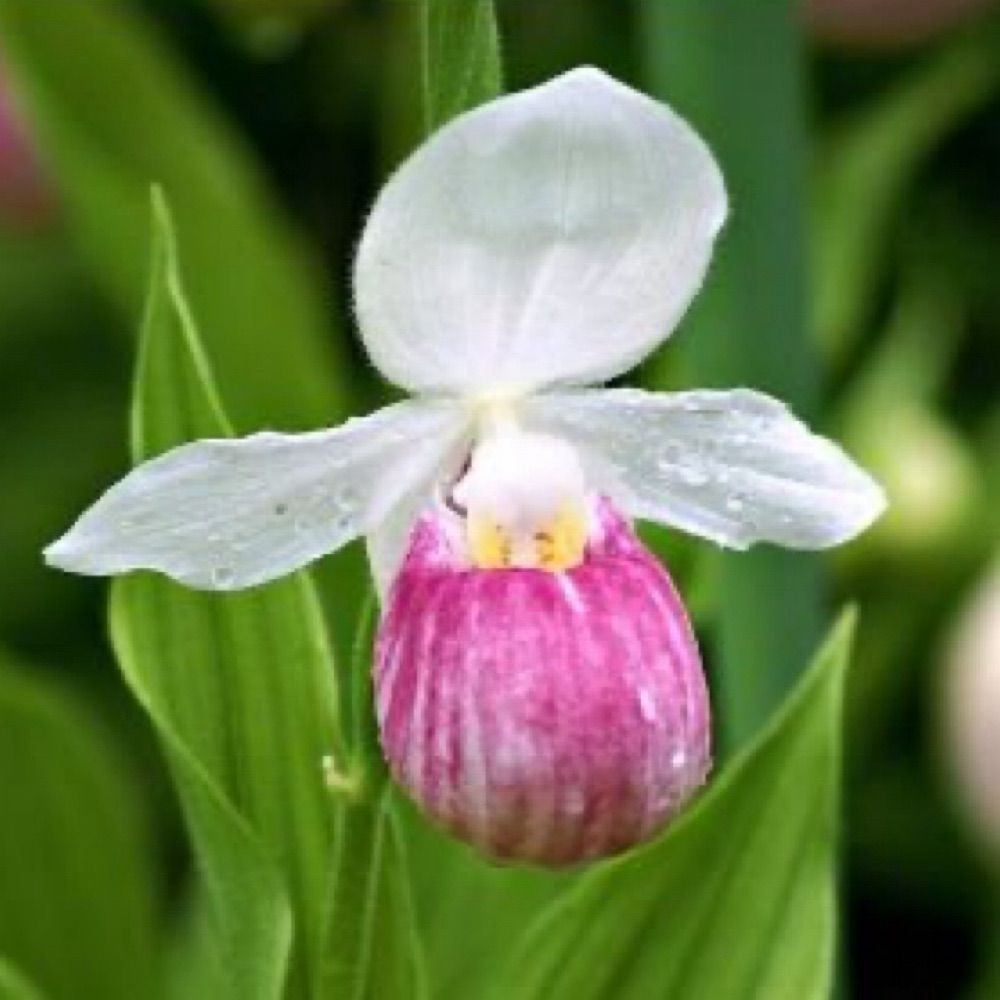 Profile picture pinkladyslipper.bsky.social