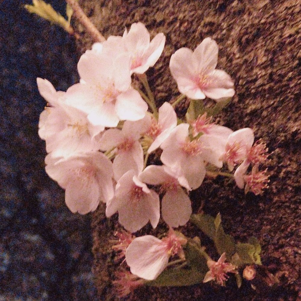 リズ