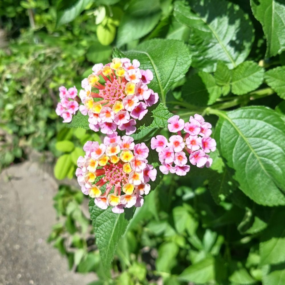 ぴよ/はこ