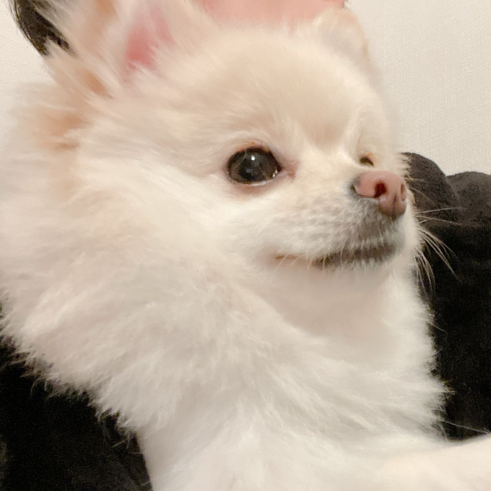 えくりぷす