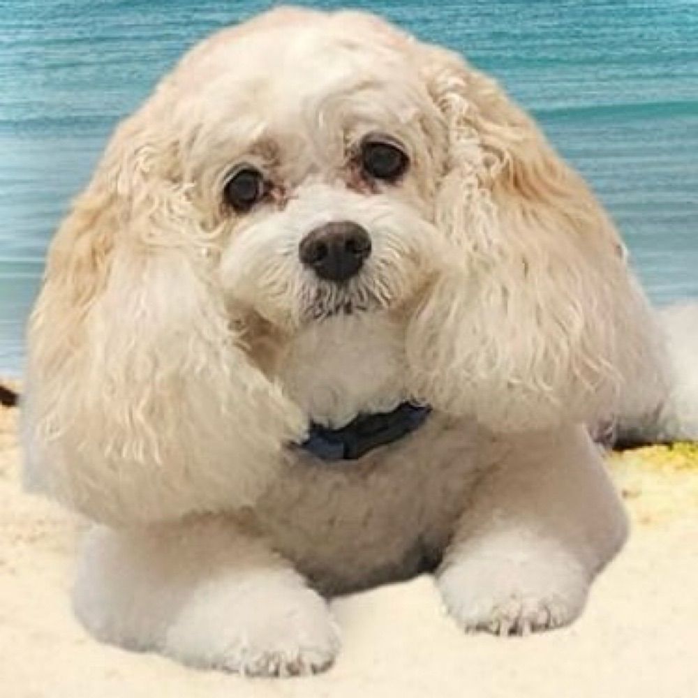 ChipNBogey aka Chuck S 