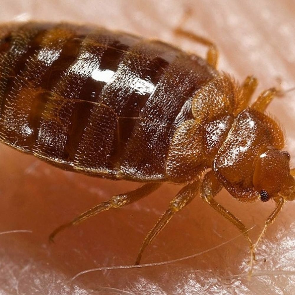 bug 1